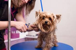 SMALL DOG FULL GROOM.